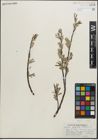 Foto von Salix pellita (Andersson) Bebb